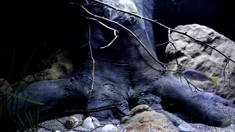 Dekoration im Aquarium Lake Malawi 3.0 - Sandzone von Florian Bandhauer (58)