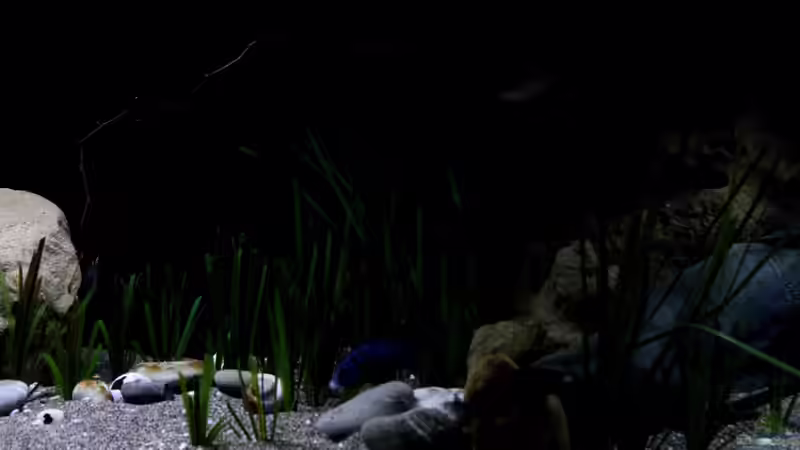 Dekoration im Aquarium Lake Malawi 3.0 - Sandzone von Florian Bandhauer (59)