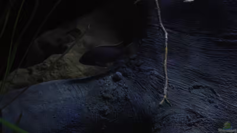 Dekoration im Aquarium Lake Malawi 3.0 - Sandzone von Florian Bandhauer (62)