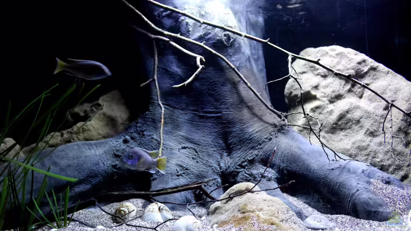 Dekoration im Aquarium Lake Malawi 3.0 - Sandzone von Florian Bandhauer (66)