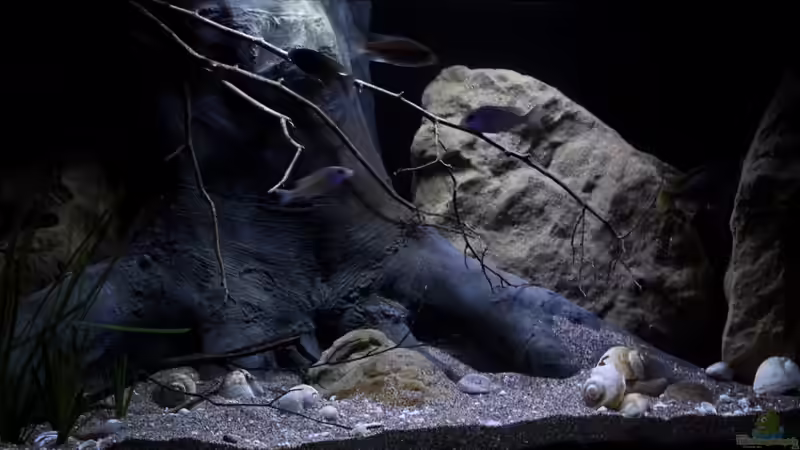 Dekoration im Aquarium Lake Malawi 3.0 - Sandzone von Florian Bandhauer (69)