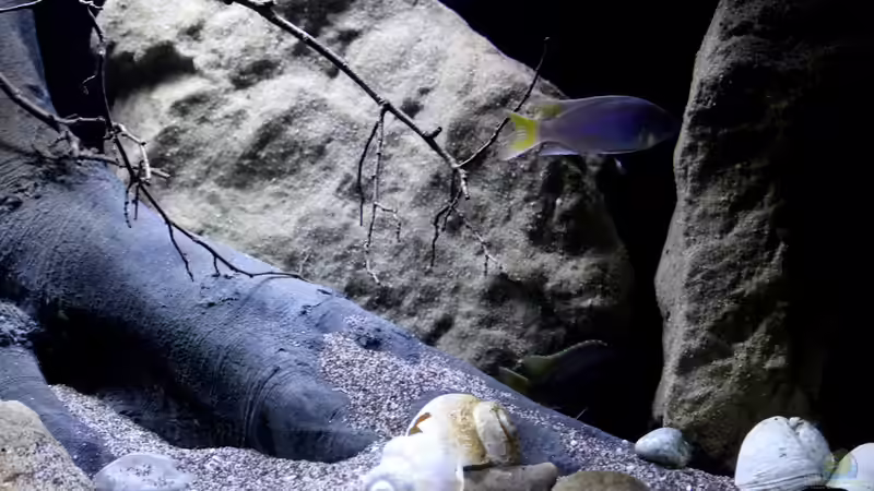 Dekoration im Aquarium Lake Malawi 3.0 - Sandzone von Florian Bandhauer (70)