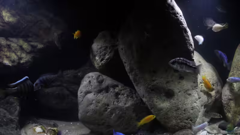 Dekoration im Aquarium Lake Malawi Cichlids von Florian Bandhauer (38)