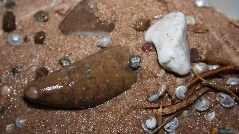 Dekoration im Aquarium Lake Malawi Cichlids von Florian Bandhauer (50)