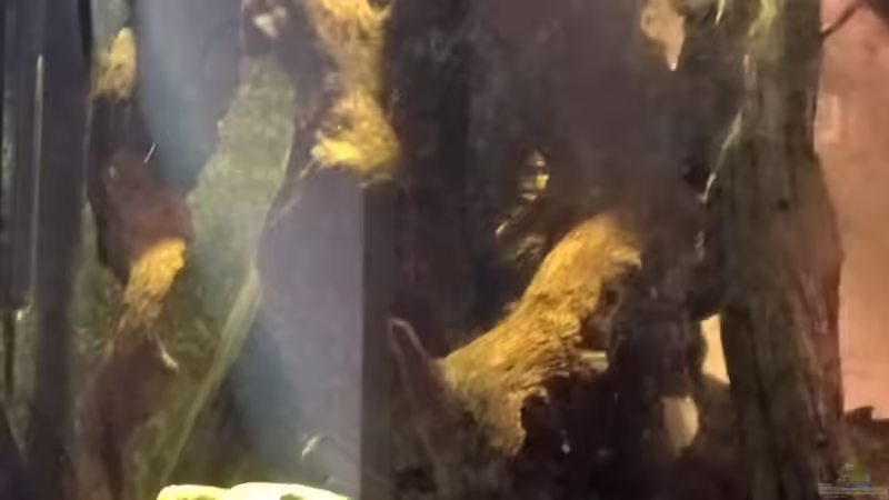 Dekoration im Aquarium Lars 300l 1. von Lars 300l 1. (18)