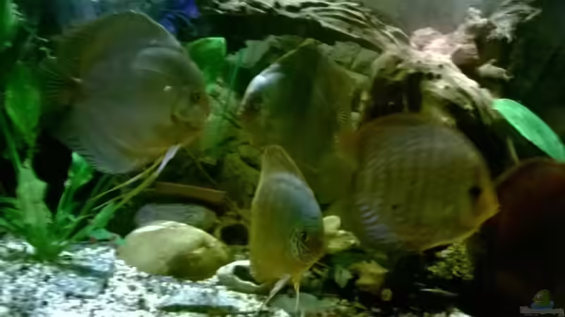 Dekoration im Aquarium Lars 900l von Lars 300l 1. (15)