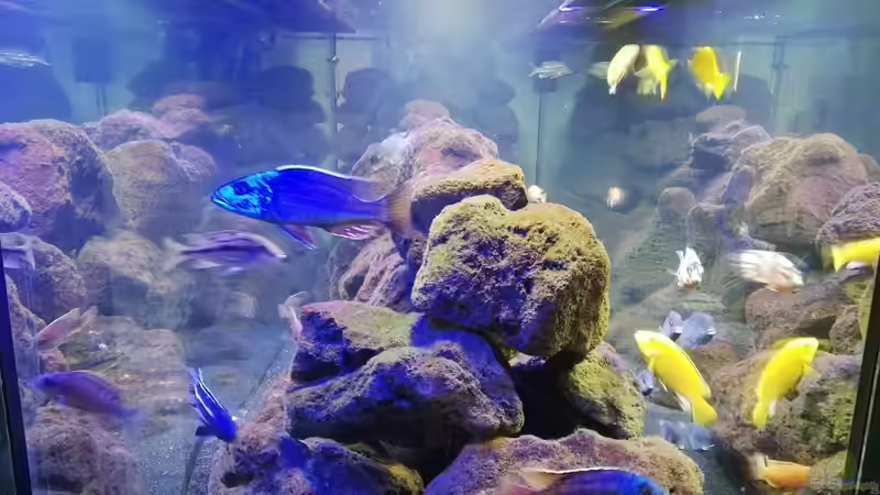 Dekoration im Aquarium Lavabruch von Gartenfuxx (9)