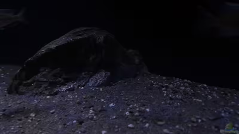 Dekoration im Aquarium Lethrinops Buddelkiste (nur noch als Beispiel) von Sebastian O. (11)