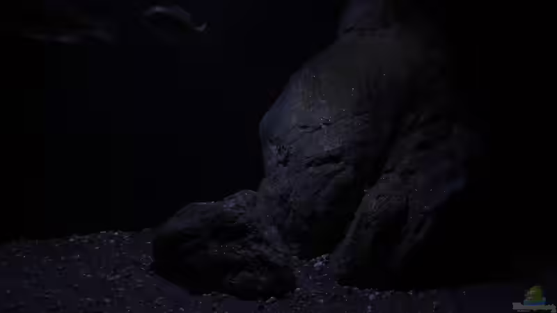 Dekoration im Aquarium Lethrinops Buddelkiste (nur noch als Beispiel) von Sebastian O. (12)