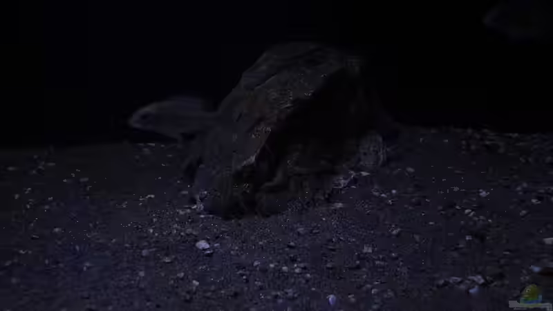 Dekoration im Aquarium Lethrinops Buddelkiste (nur noch als Beispiel) von Sebastian O. (13)