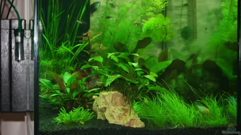 Dekoration im Aquarium Lido 120 von Nils Blümle (8)