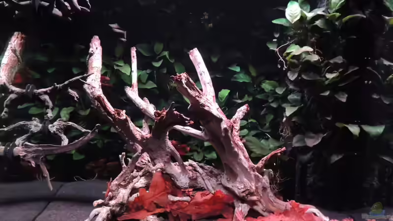 Dekoration im Aquarium Lido 200 von K.S. (14)