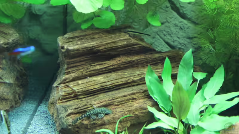 Dekoration im Aquarium Lido 200 von spektukal (16)