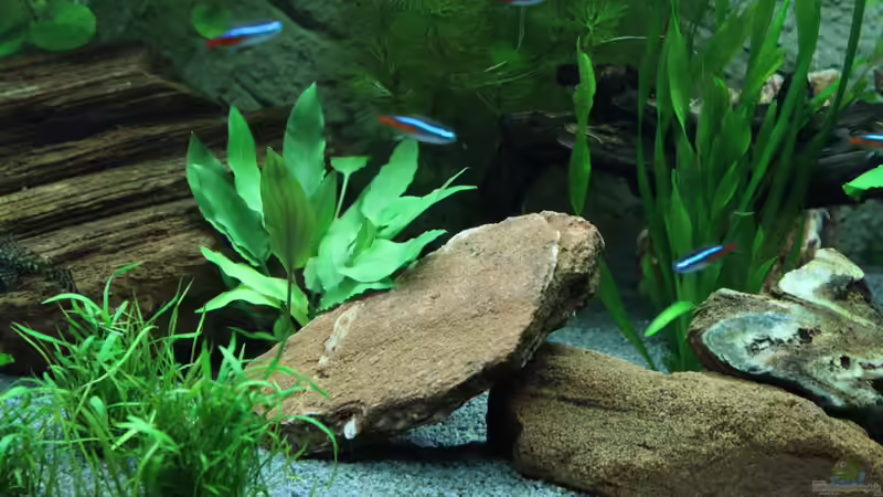 Dekoration im Aquarium Lido 200 von spektukal (17)