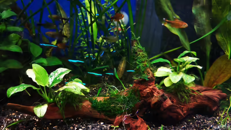 Dekoration im Aquarium Lido reloadet von GJK (5)