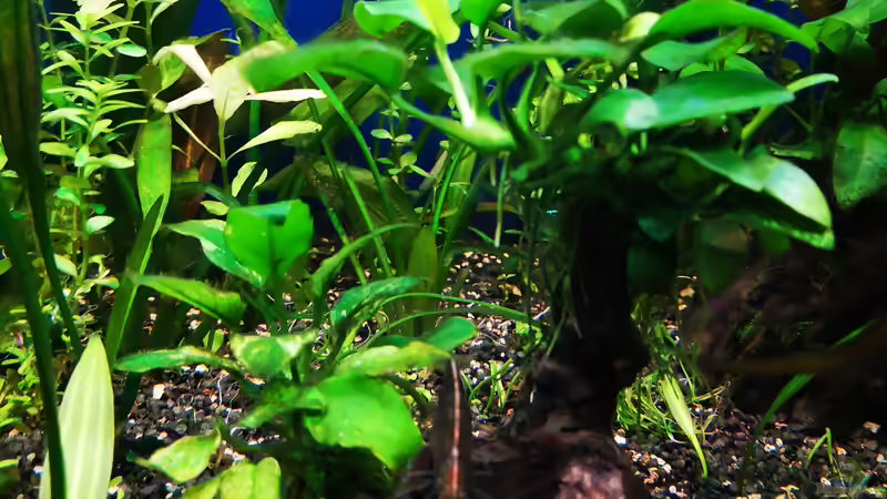 Dekoration im Aquarium Lido reloadet von GJK (6)