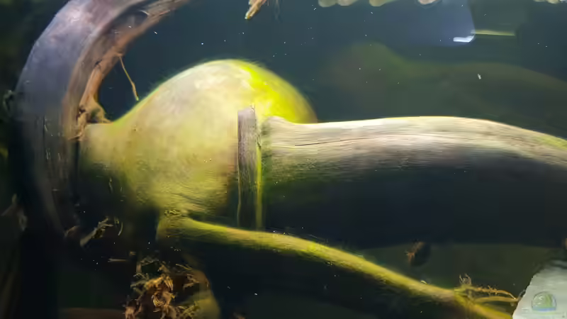 Dekoration im Aquarium little Amazonas von Mel (19)