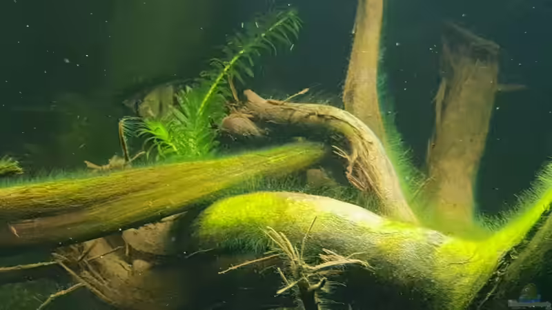 Dekoration im Aquarium little Amazonas von Mel (21)