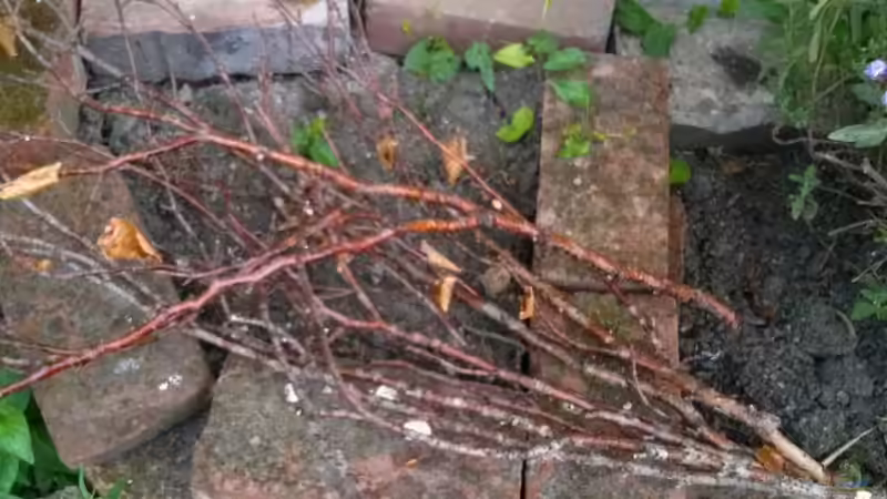 Dekoration im Aquarium Little creek von DerImperator (11)