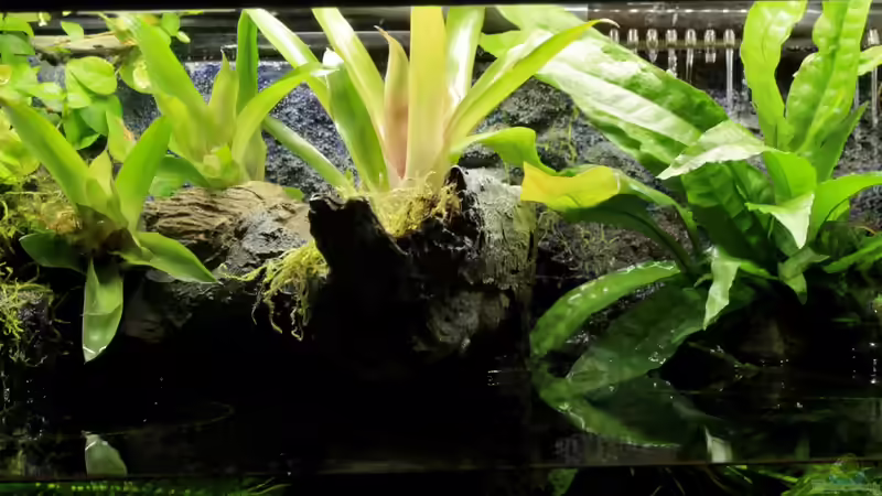 Dekoration im Aquarium little dark african von die Perle... (33)