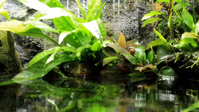 Dekoration im Aquarium little dark african von die Perle... (35)