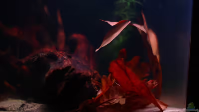 Dekoration im Aquarium Little fire von Koehler (5)