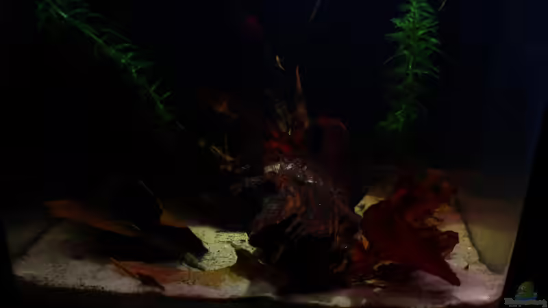 Dekoration im Aquarium Little fire von Koehler (6)