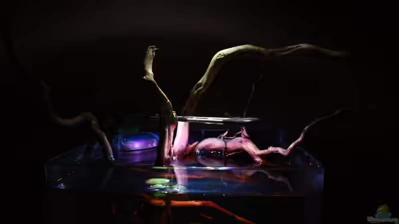 Dekoration im Aquarium Little fire von Koehler (7)