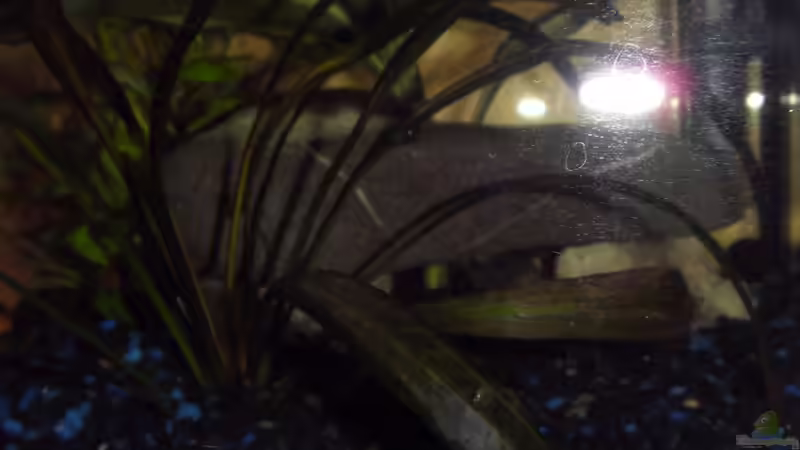 Dekoration im Aquarium Little Sunshine von Jörg Loidl (3)