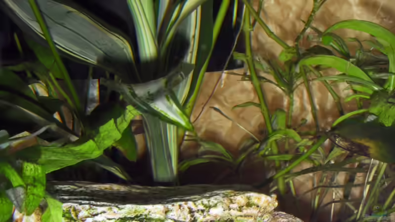 Dekoration im Aquarium Little Sunshine von Jörg Loidl (4)