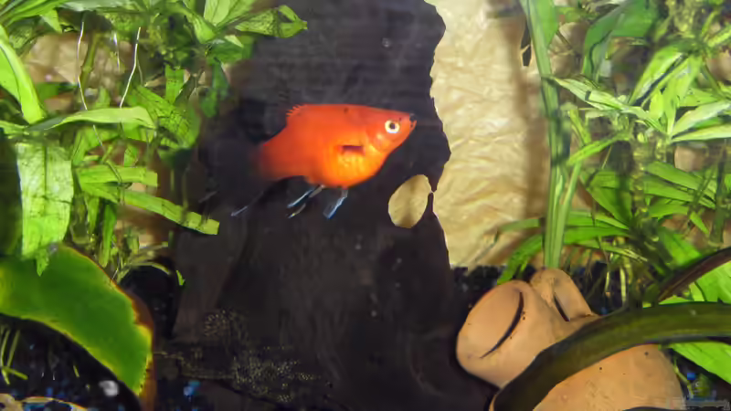 Dekoration im Aquarium Little Sunshine von Jörg Loidl (5)