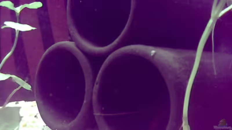 Dekoration im Aquarium Little world von Sebastian Zeitler (6)