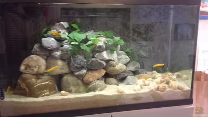 Dekoration im Aquarium Longior Rocks von Mueller76 (3)