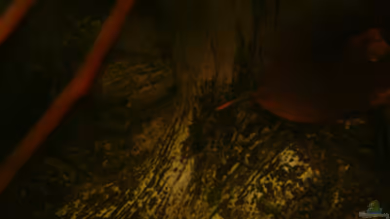 Dekoration im Aquarium M. r.+A. sp.r.F. von Cichlid Power (10)