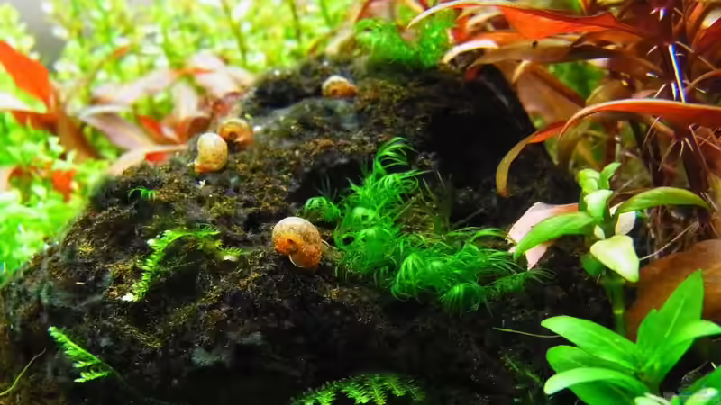 Dekoration im Aquarium Märchenwald (Nur noch Beispiel) von YoshiMaus (16)