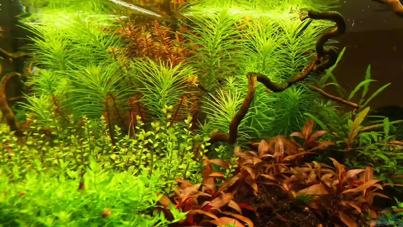 Dekoration im Aquarium Märchenwald (Nur noch Beispiel) von YoshiMaus (17)