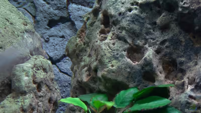 Dekoration im Aquarium Malawi 1 von Spaceace (11)