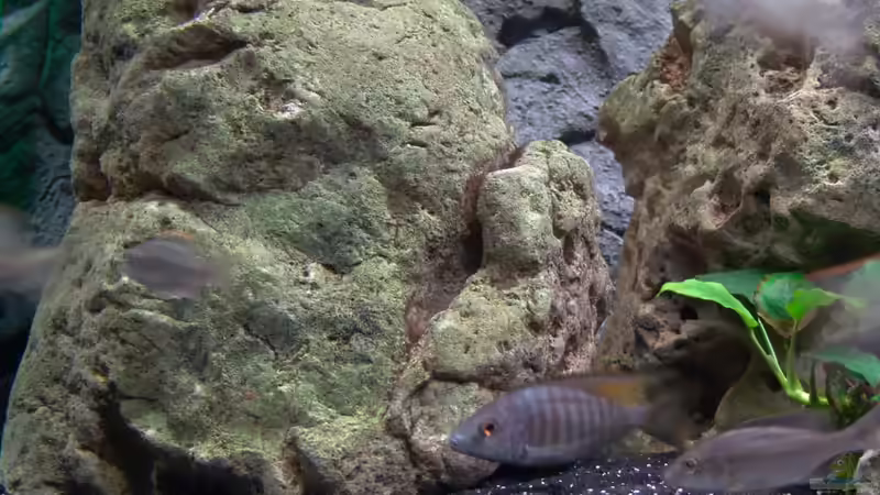 Dekoration im Aquarium Malawi 1 von Spaceace (12)