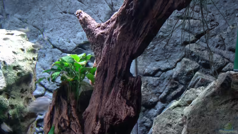 Dekoration im Aquarium Malawi 1 von Spaceace (13)