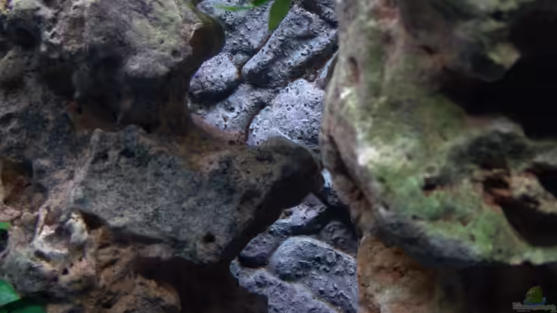 Dekoration im Aquarium Malawi 1 von Spaceace (15)