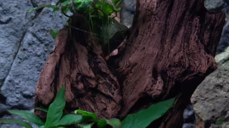 Dekoration im Aquarium Malawi 1 von Spaceace (7)