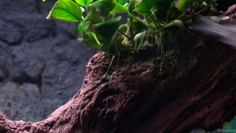 Dekoration im Aquarium Malawi 1 von Spaceace (8)