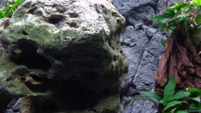 Dekoration im Aquarium Malawi 1 von Spaceace (9)