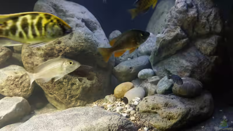 Dekoration im Aquarium Malawi 2 (aufgelöst, nur noch Beispiel ) von andreas32 (36)