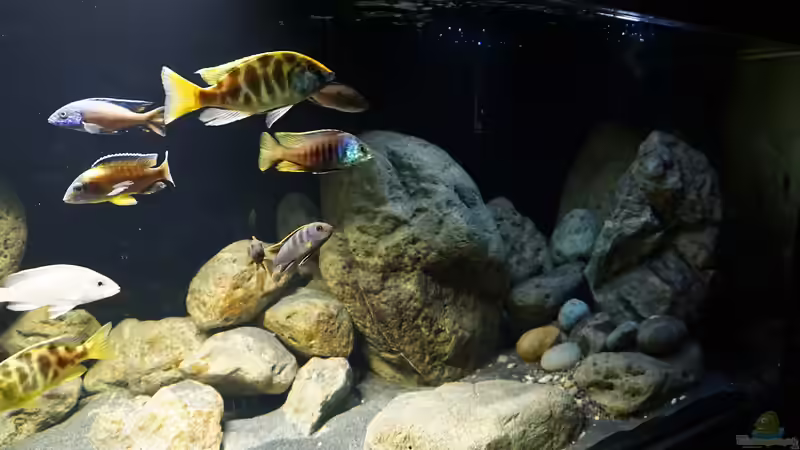 Dekoration im Aquarium Malawi 2 (aufgelöst, nur noch Beispiel ) von andreas32 (37)