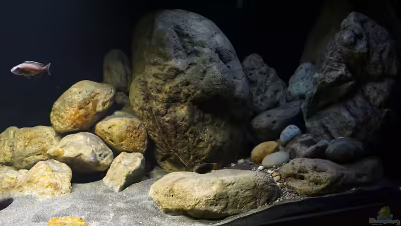 Dekoration im Aquarium Malawi 2 (aufgelöst, nur noch Beispiel ) von andreas32 (38)