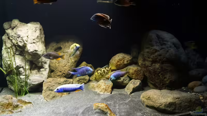 Dekoration im Aquarium Malawi 2 (aufgelöst, nur noch Beispiel ) von andreas32 (39)