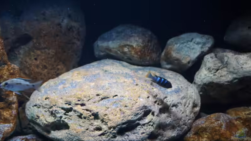 Dekoration im Aquarium Malawi 2 (aufgelöst, nur noch Beispiel ) von andreas32 (41)