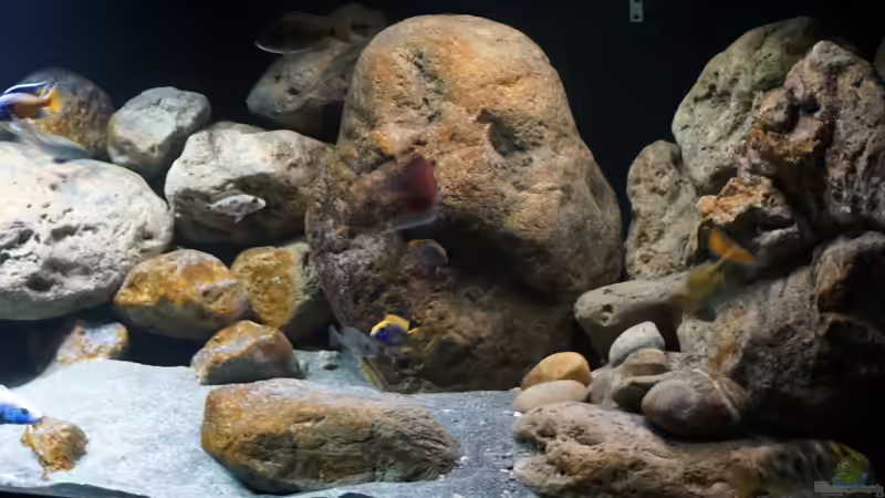 Dekoration im Aquarium Malawi 2 (aufgelöst, nur noch Beispiel ) von andreas32 (42)