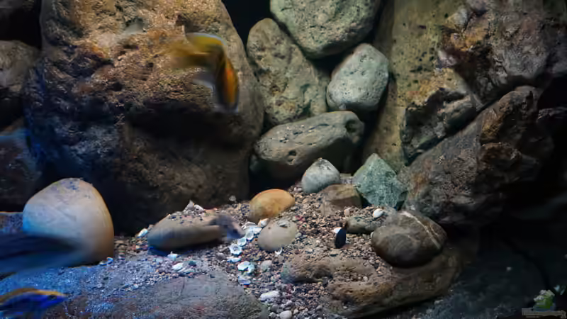 Dekoration im Aquarium Malawi 2 (aufgelöst, nur noch Beispiel ) von andreas32 (43)